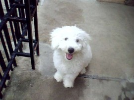 Bruno